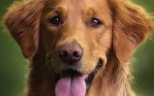 Companion animal health — dog under IBM Investment Ltd. veterinary care