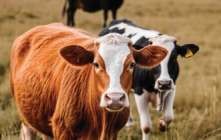 Cattle herd health — livestock supported by IBM Investment Ltd. products
