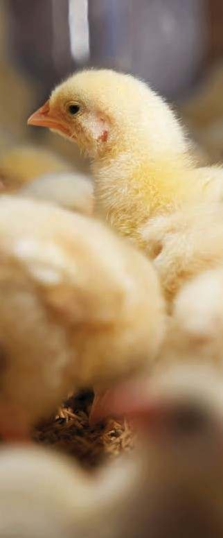 Cattle under IBM Investment Ltd. animal health programme